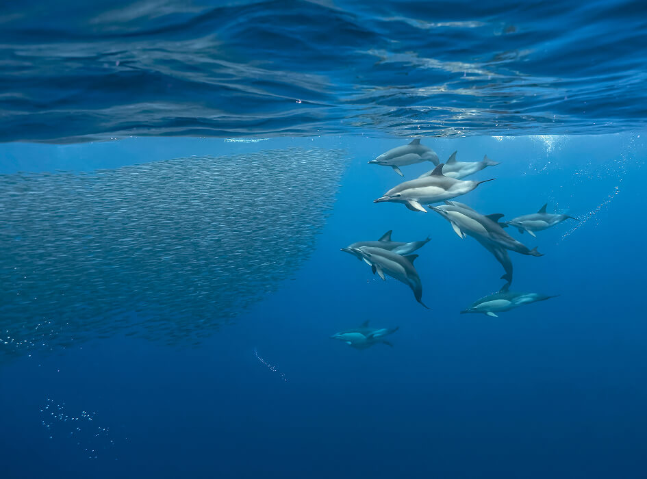 Mediterranean: Life under Siege film still