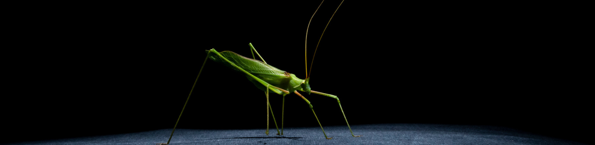 Bugboy εικόνα πρωταγωνιστή